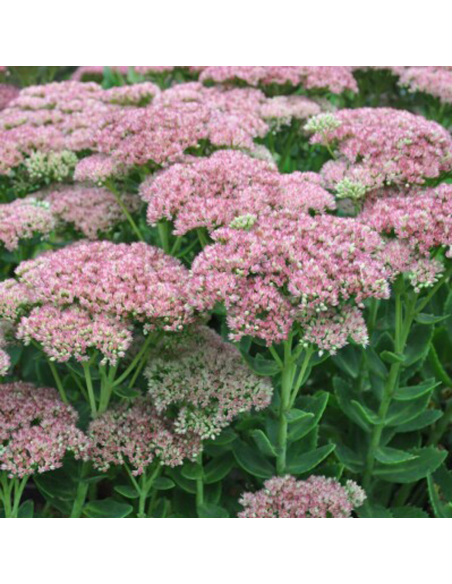 Sedum "Rose Charm" - Ghiveci 2L