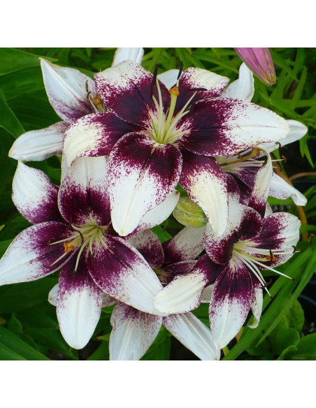 Crini Imperiali Parfumati "Cappucino" Bulbi