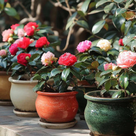 Camellia Japonica "Mix Premium" - Ghiveci 2L