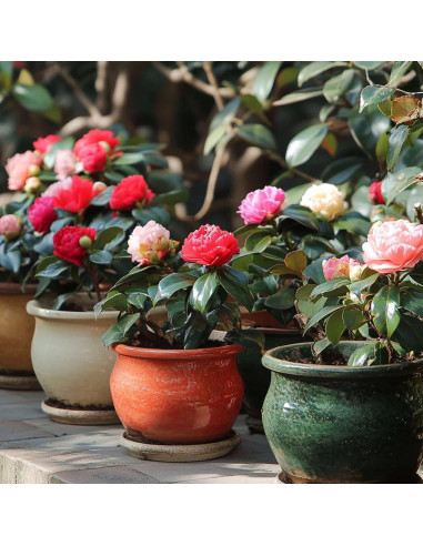 Camellia Japonica "Mix Premium" - Ghiveci 2L