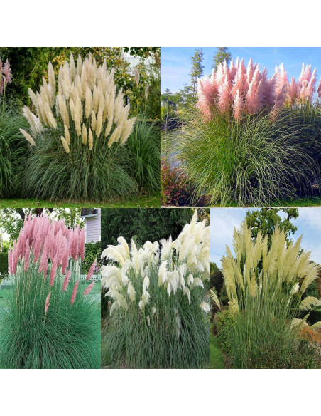 Iarba de Pampas "Pachet Mix 5 Plante" - Ghiveci P9