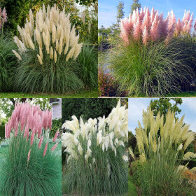 Iarba de Pampas "Pachet Mix 5 Plante" - Ghiveci P9