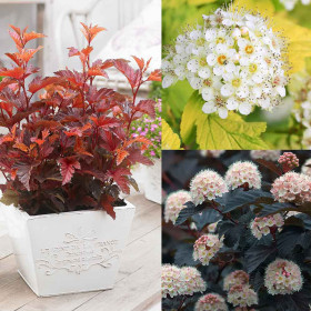 Physocarpus Opulifolius "3 Nuante Mix" - Ghiveci 5L