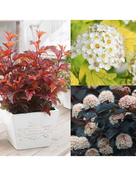 Physocarpus Opulifolius "3 Nuante Mix" - Ghiveci 5L