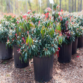 Pieris Tufis Lacramioare 5 Soiuri - Ghiveci 2L
