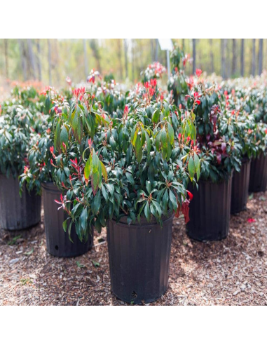 Pieris Tufis Lacramioare 5 Soiuri - Ghiveci 2L