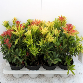 Pieris Tufis Lacramioare 5 Soiuri - Ghiveci 2L 2