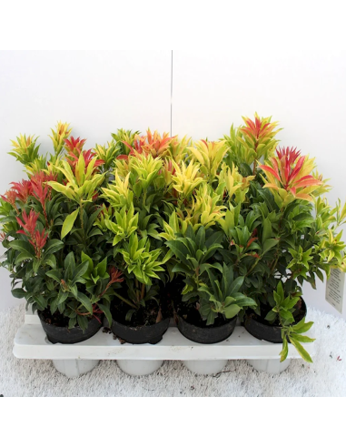 Pieris Tufis Lacramioare 5 Soiuri - Ghiveci 2L