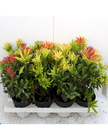 Pieris Tufis Lacramioare 5 Soiuri - Ghiveci 2L