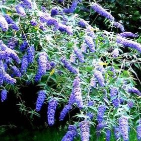 Liliac de Vara Buddleja Albastru - Ghiveci 3L 2