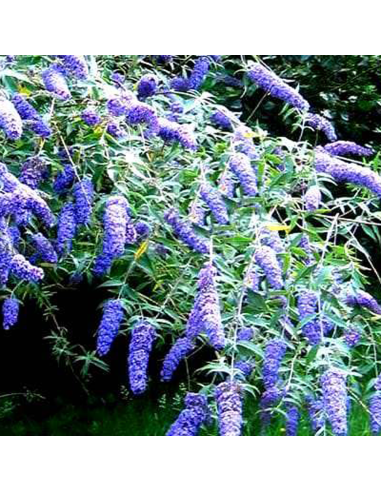 Liliac de Vara Buddleja Albastru - Ghiveci 3L