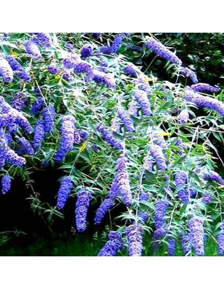 Liliac de Vara Buddleja Albastru - Ghiveci 3L