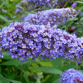 Liliac de Vara Buddleja Albastru - Ghiveci 3L