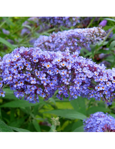 Liliac de Vara Buddleja Albastru - Ghiveci 3L