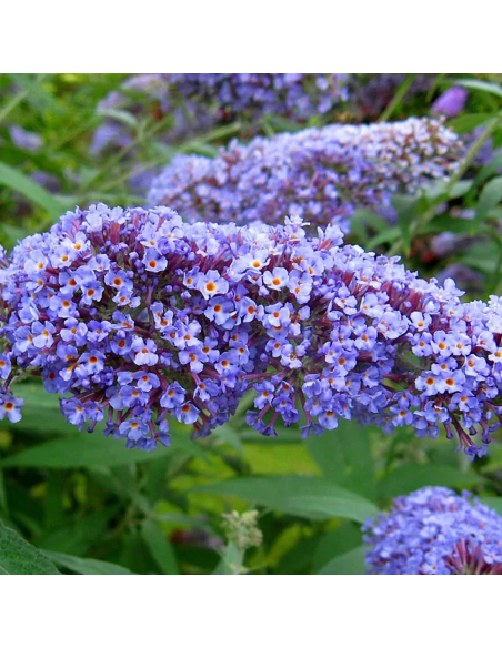 Liliac de Vara Buddleja Albastru - Ghiveci 3L