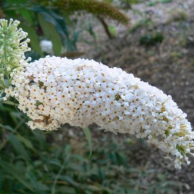 Liliac de Vara Buddleja Alb - Ghiveci 3L