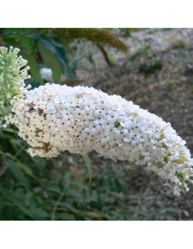 Liliac de Vara Buddleja Alb - Ghiveci 3L
