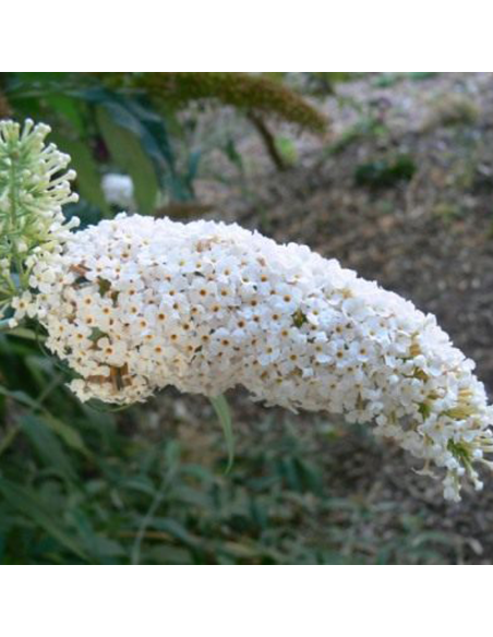 Liliac de Vara Buddleja Alb - Ghiveci 3L