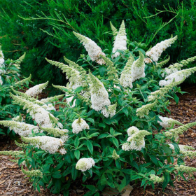 Liliac de Vara Buddleja Alb - Ghiveci 3L 2