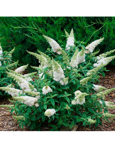 Liliac de Vara Buddleja Alb - Ghiveci 3L