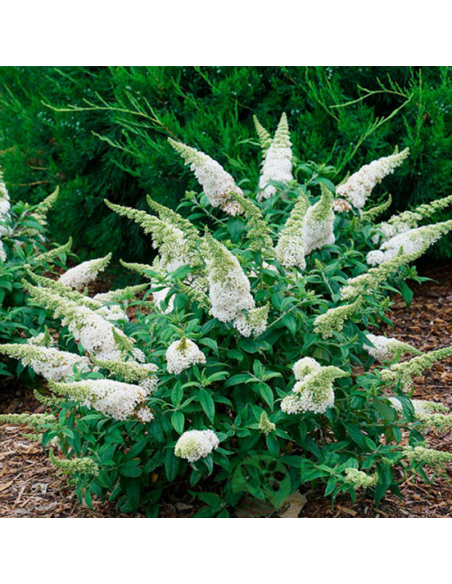 Liliac de Vara Buddleja Alb - Ghiveci 3L