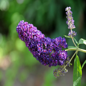 Liliac de Vara Buddleja Mov Intens - Ghiveci 3L