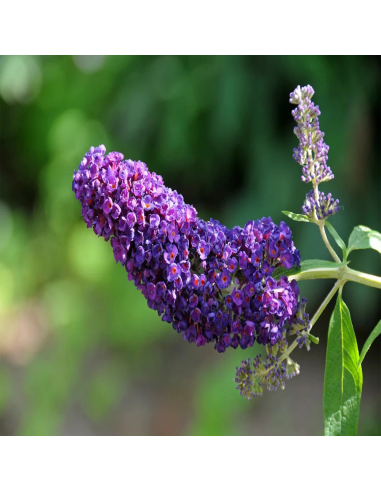 Liliac de Vara Buddleja Mov Intens - Ghiveci 3L
