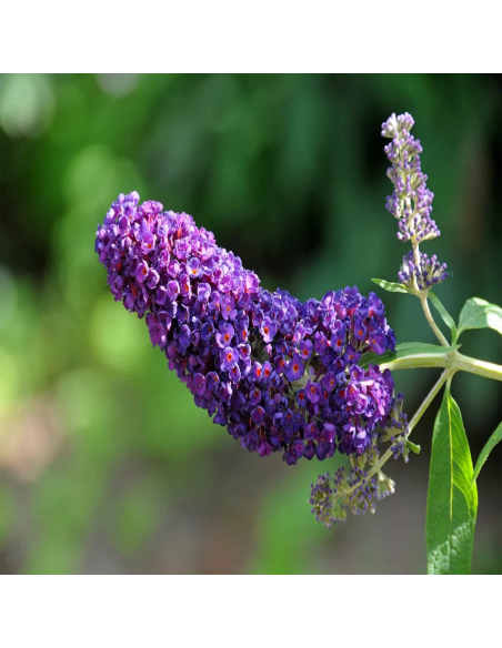 Liliac de Vara Buddleja Mov Intens - Ghiveci 3L