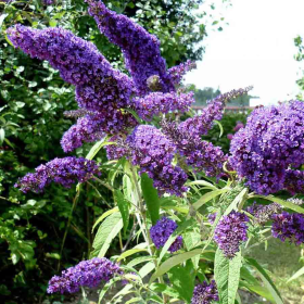 Liliac de Vara Buddleja Mov Intens - Ghiveci 3L 2