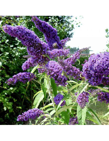 Liliac de Vara Buddleja Mov Intens - Ghiveci 3L