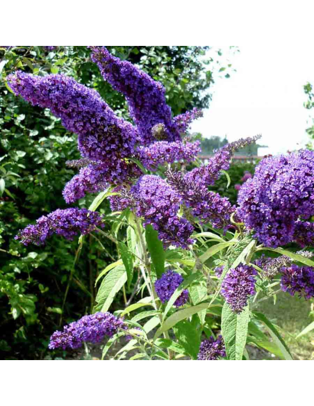 Liliac de Vara Buddleja Mov Intens - Ghiveci 3L
