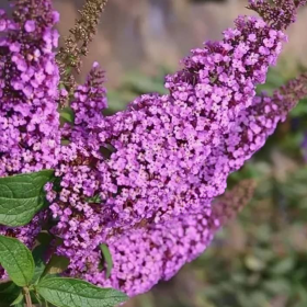 Liliac de Vara Buddleja Mov  - Ghiveci 3L