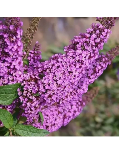 Liliac de Vara Buddleja Mov  - Ghiveci 3L
