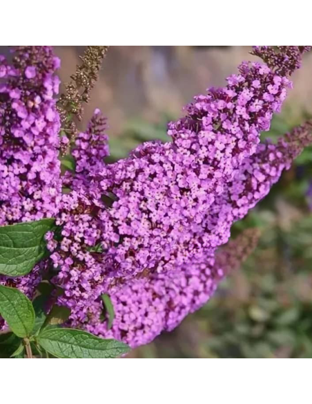 Liliac de Vara Buddleja Mov  - Ghiveci 3L