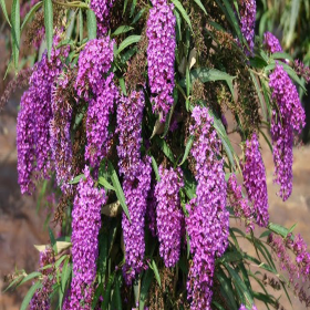 Liliac de Vara Buddleja Mov  - Ghiveci 3L 2