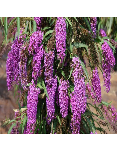 Liliac de Vara Buddleja Mov  - Ghiveci 3L