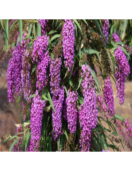 Liliac de Vara Buddleja Mov  - Ghiveci 3L