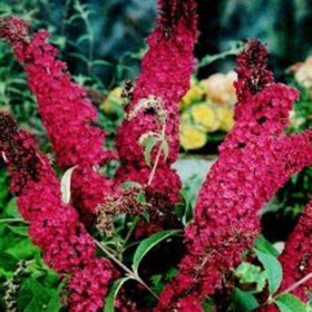 Liliac de Vara Buddleja Rosu Intens  - Ghiveci 3L