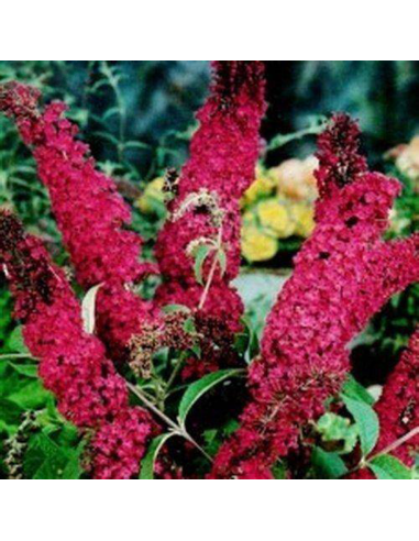 Liliac de Vara Buddleja Rosu Intens  - Ghiveci 3L