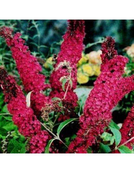 Liliac de Vara Buddleja Rosu Intens  - Ghiveci 3L