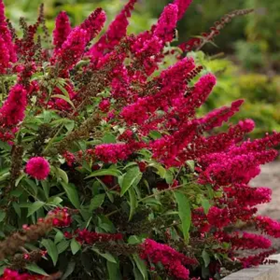 Liliac de Vara Buddleja Rosu Intens  - Ghiveci 3L 2