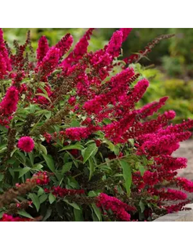 Liliac de Vara Buddleja Rosu Intens  - Ghiveci 3L