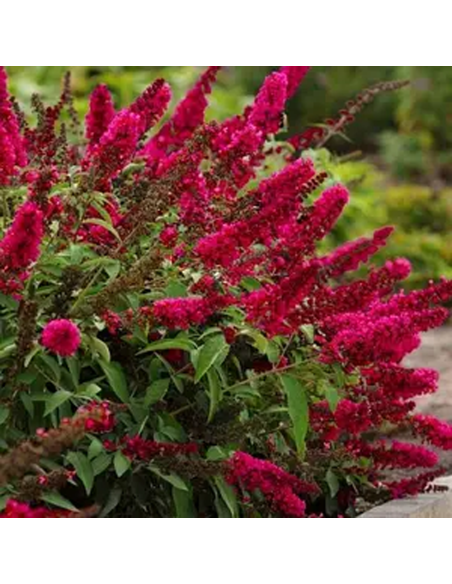 Liliac de Vara Buddleja Rosu Intens  - Ghiveci 3L