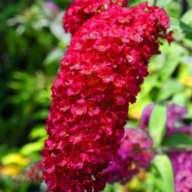 Liliac de Vara Buddleja Rosu  - Ghiveci 3L