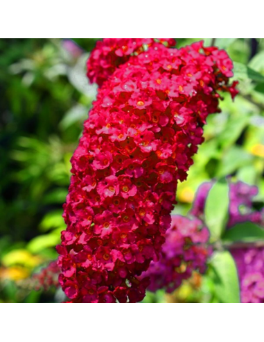 Liliac de Vara Buddleja Rosu  - Ghiveci 3L