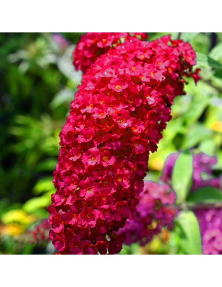 Liliac de Vara Buddleja Rosu  - Ghiveci 3L