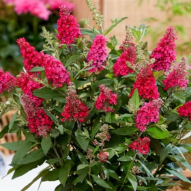 Liliac de Vara Buddleja Rosu  - Ghiveci 3L 2