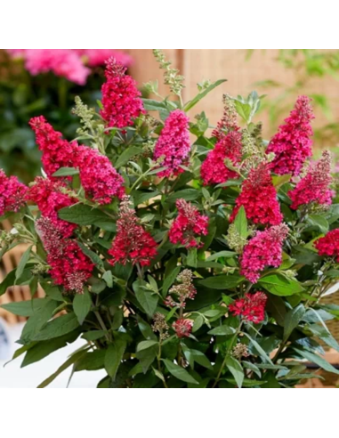 Liliac de Vara Buddleja Rosu  - Ghiveci 3L