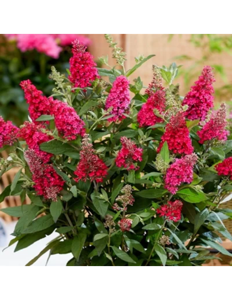 Liliac de Vara Buddleja Rosu  - Ghiveci 3L