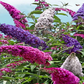 Liliac de Vara Buddleja 3 Culori  - Ghiveci 3L